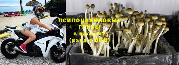 прущие грибы Кулебаки